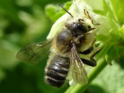 Réf. 232 642 : Megachile willughbiella